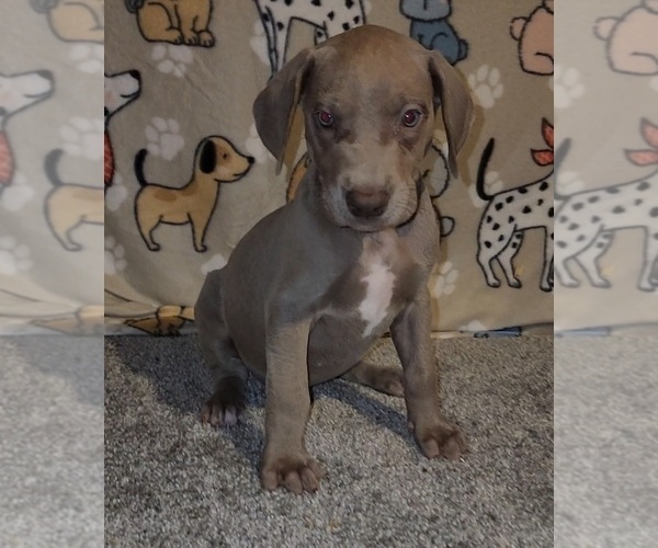 Medium Photo #5 Great Dane Puppy For Sale in DENHAM SPRINGS, LA, USA