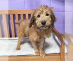 Small #2 Labrador Retriever Mix