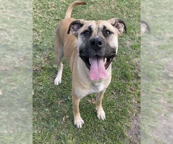 Medium Photo #2 Boxer-Unknown Mix Puppy For Sale in Riverside, CA, USA