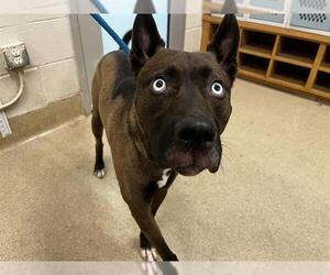 American Staffordshire Terrier-Siberian Husky Mix Dogs for adoption in Grand Prairie, TX, USA