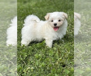 Maltese Puppy for sale in ROCK STREAM, NY, USA