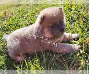 Chow Chow Puppy for sale in BOONVILLE, MO, USA