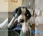 Puppy lil spot Labrador Retriever-Saint Bernard Mix