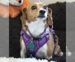 Small Beagle