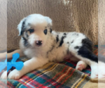 Puppy 7 Australian Shepherd