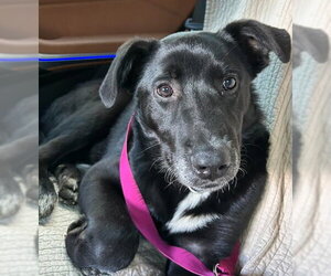 Lilli - Female Aussiedor Dog for Adoption - Photo #4
