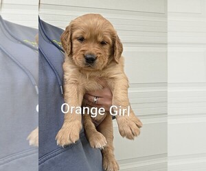 Golden Irish-Golden Retriever Mix Puppy for sale in EUREKA, IL, USA
