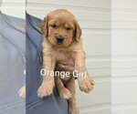 Orange Collar - Female Golden Irish-Golden Retriever Mix Puppy for Sale - Small photo