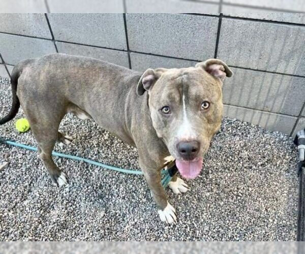 Medium Photo #9 Bullypit Puppy For Sale in Chandler, AZ, USA