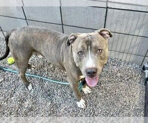 BRUCE - Male Bullypit Dog for Adoption - Photo #9