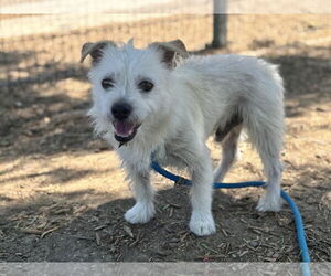 Medium Border Terrier-Jack Russell Terrier Mix