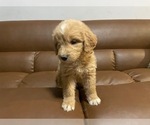 Small Photo #8 Goldendoodle (Miniature) Puppy For Sale in RALEIGH, NC, USA