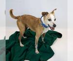 Small #3 Jack Russell Terrier Mix