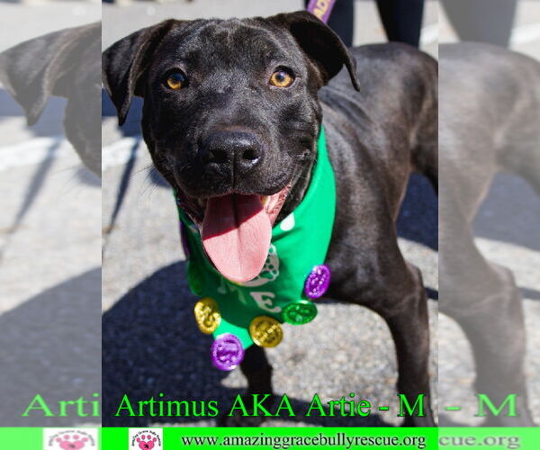Medium Photo #6 American Staffordshire Terrier-Labrador Retriever Mix Puppy For Sale in Pensacola, FL, USA