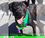 Small #5 American Staffordshire Terrier-Labrador Retriever Mix