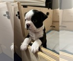 Small Boston Terrier