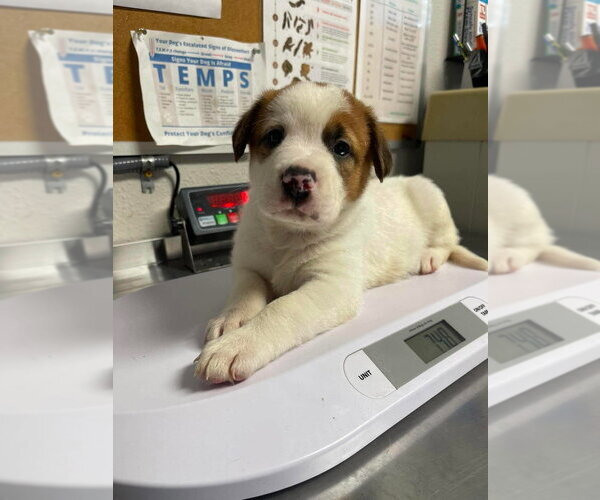 Medium Photo #4 Great Pyrenees-Mastiff Mix Puppy For Sale in Bolivar, MO, USA