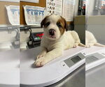 Small #3 Great Pyrenees-Mastiff Mix