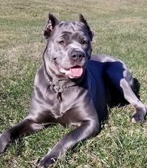 Mother of the Cane Corso puppies born on 11/03/2018