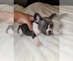 Puppy 1 French Bulldog