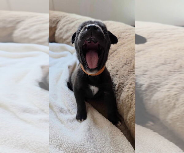 Medium Photo #3 Great Dane-Unknown Mix Puppy For Sale in Bullard, TX, USA