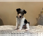 Small Photo #13 Wire Fox Terrier Puppy For Sale in FEASTERVILLE, PA, USA