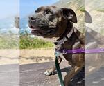 Small #1 American Pit Bull Terrier Mix