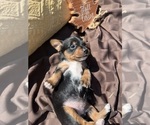Puppy Eesie Yorkie Russell