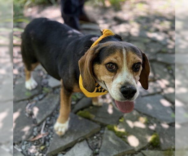 Medium Photo #1 Beagle-Unknown Mix Puppy For Sale in Warrenton, VA, USA