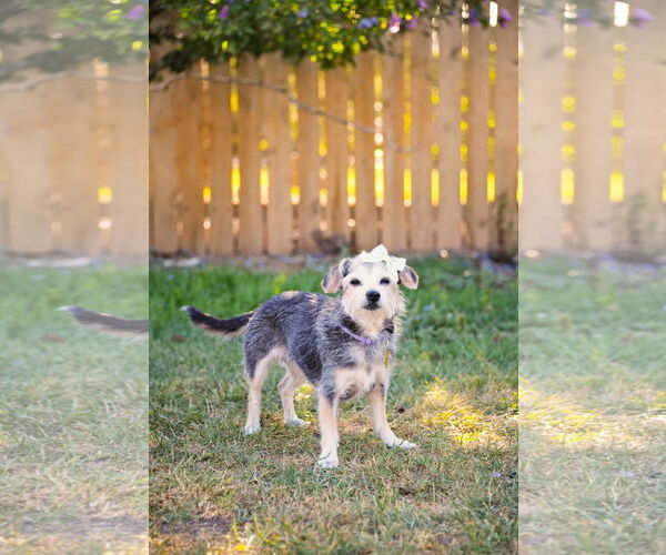 Medium Photo #5 Mutt Puppy For Sale in Sandy, UT, USA