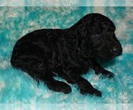 curly black boy - Male Labradoodle Puppy for Sale - Photo #2