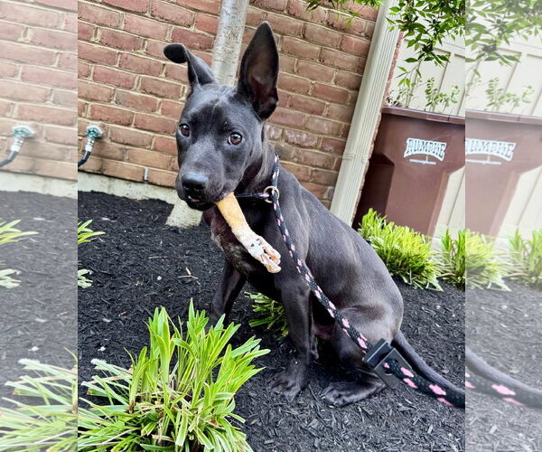 Medium Photo #3 American Pit Bull Terrier-Unknown Mix Puppy For Sale in Germantown, OH, USA