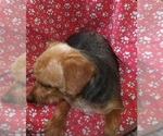 Small #3 Yorkshire Terrier