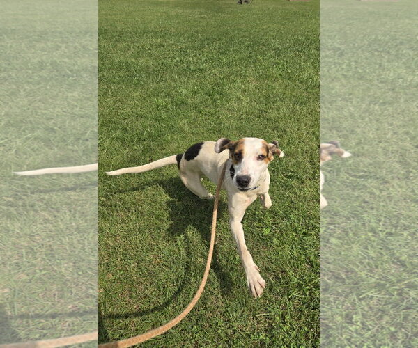 Medium Photo #3 Mutt Puppy For Sale in Rustburg, VA, USA