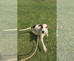 Small #2 Mutt