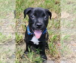 Small #1 American Staffordshire Terrier Mix