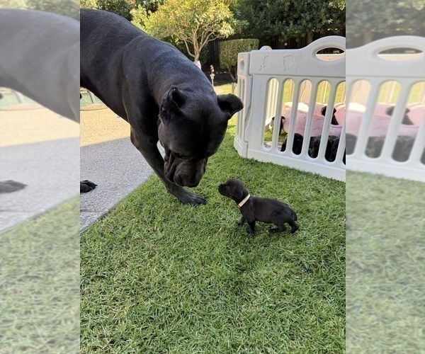 Medium Photo #50 Cane Corso Puppy For Sale in LIVERMORE, CA, USA