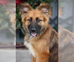 Small #4 German Shepherd Dog