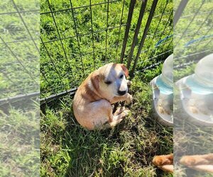 Chihuahua-Labrador Retriever Mix Dogs for adoption in garner, NC, USA