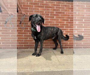 Mastiff-Unknown Mix Dogs for adoption in Goodyear, AZ, USA