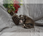 Small #2 Chihuahua-Poodle (Toy) Mix