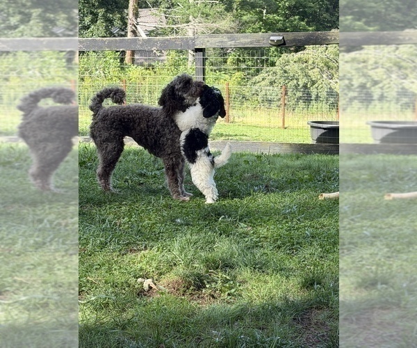 Medium Photo #114 Aussiedoodle Puppy For Sale in ASHEVILLE, NC, USA