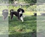 Small Photo #114 Aussiedoodle Puppy For Sale in ASHEVILLE, NC, USA