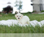 Small Photo #1 Maltipoo Puppy For Sale in WARSAW, IN, USA