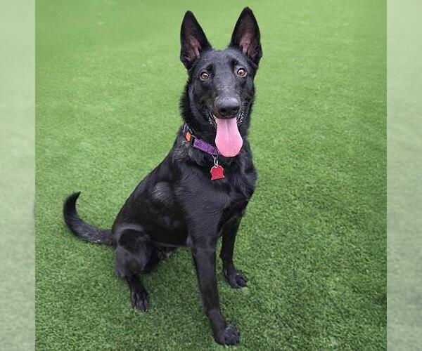 Medium Photo #16 German Shepherd Dog-Whippet Mix Puppy For Sale in San Diego, CA, USA