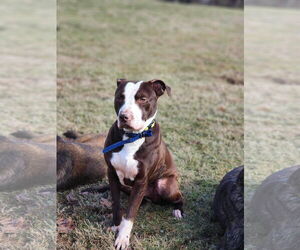 Spice - Male American Pit Bull Terrier-Unknown Mix Dog for Adoption - Photo #4