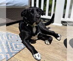 Small #3 Labrador Retriever Mix