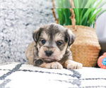 Small Photo #23 Schnauzer (Miniature) Puppy For Sale in SYRACUSE, IN, USA