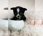 Small #5 Chihuahua