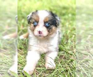 Miniature Australian Shepherd Puppy for Sale in ORLANDO, Florida USA
